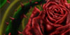 Roses and Thorns logo
