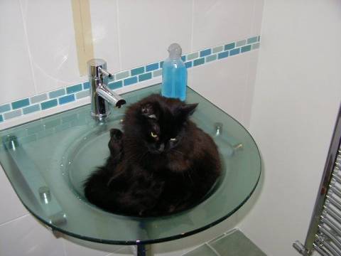 Delphi in sink 2004.JPG