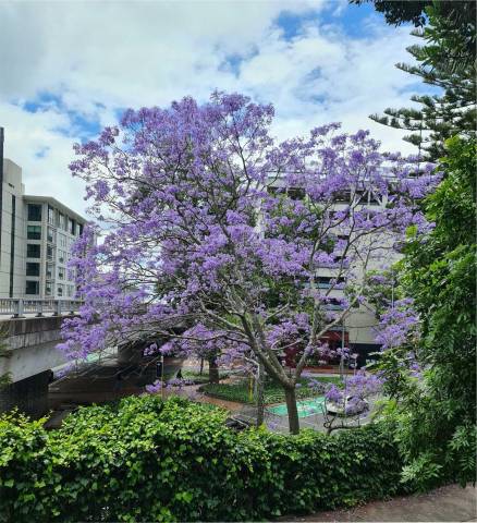 jacaranda1.jpg